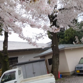 散り始めの画像