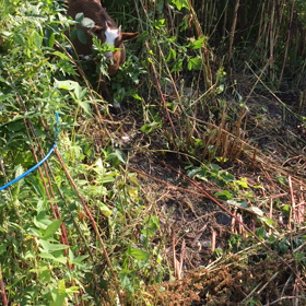 新入りヤギさんの画像