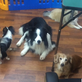 ミニーちゃんがピースに甘えるの画像