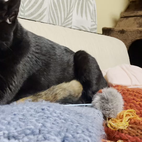 下敷きになってるのは。。の画像