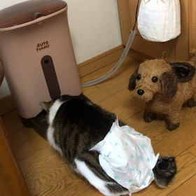 見たくないアメブロ。デールの皮膚炎！の画像