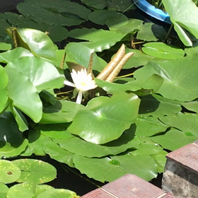 街中で遊ぶ魚たちの画像