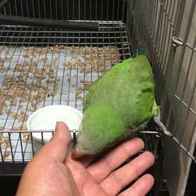 オキナインコグリーン 手乗りの画像