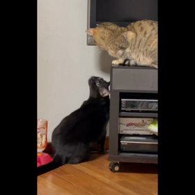 今夜の☆ゆきまる王子&みかん姫の画像