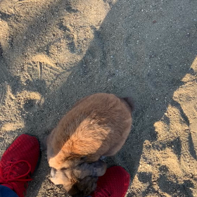 今日もまとわりつかれる(●´ω｀●)の画像