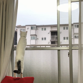 今日のテンの画像