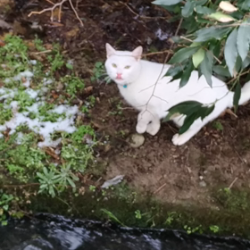 外猫ちゃんの画像