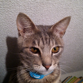 より目(   ‘ω‘   )の画像