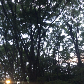 ♪お散歩動画♪代々木公園♪の画像