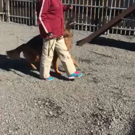 レックスと2017年訓練始動。の画像