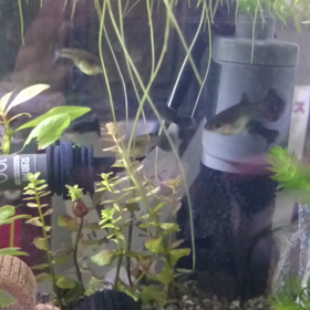 グッピーさんの画像