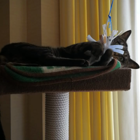 猫になりたいの画像