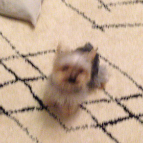 動画挑戦の画像