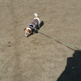 走って。走って。走ります。の画像