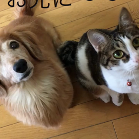 おばあちゃんと娘。今朝の字幕付きペット動画の画像