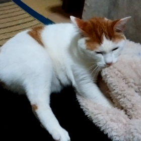 最高～(o^-^)の画像