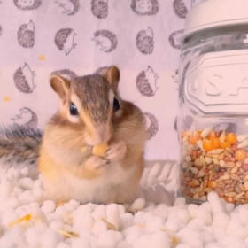 ぷぅちゃん♡の画像