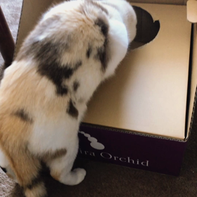 ヘアールームクローバー3/2(月)〜3/16(月)御予約情報の画像