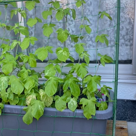 その後のアサガオとヒマワリの画像