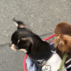 今日もチリンチリンの画像