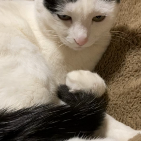 がしかしの画像