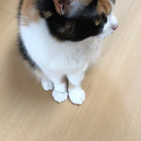 りん姫のお手とお代わりの画像