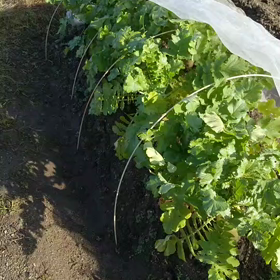 大根初収穫の画像