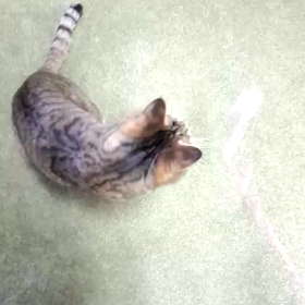 ☆まわる。まわる。トワくん。☆の画像