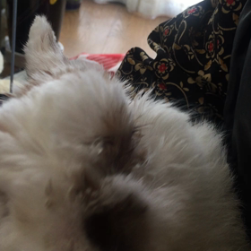 水菜大好きの画像