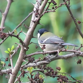 すぎぴたんの事件簿　シーズン２　４９話の画像