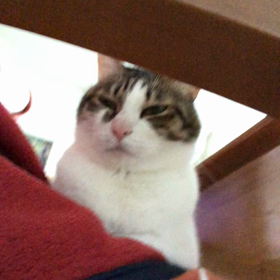 4月から大きく変わるジム活！デールちゃん動画…口？喉？変なの？の画像