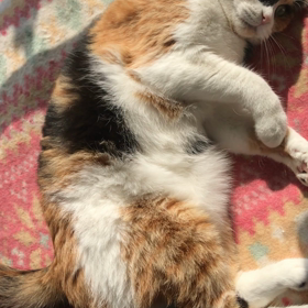 リナちゃんもぐるぐるの画像