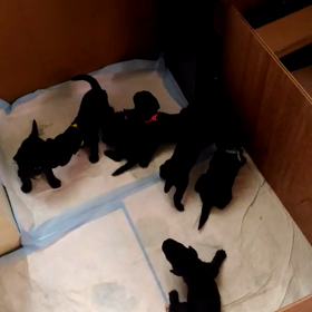 ベドリントンテリア  生後20日の画像