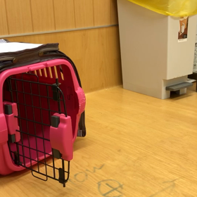 吠えがほとんどなくやってますよ。の画像