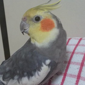 どうした？の画像