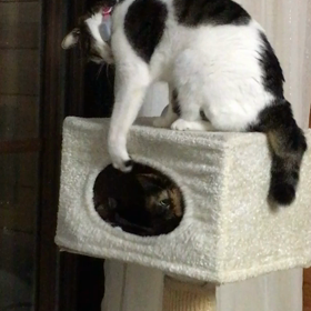 取り合いの画像