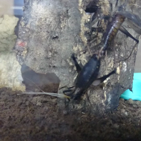 鈴虫始めました。の画像