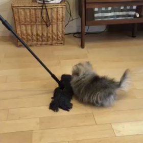 むぎちゃん ムービー！の画像