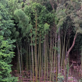 夏が来るの画像