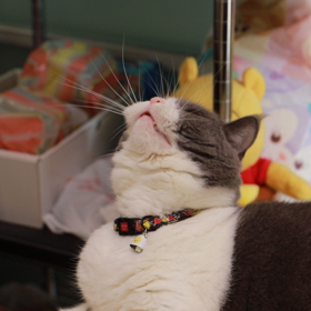 猫の背後にの画像