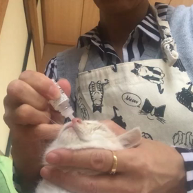 みかんちゃん、メロンちゃん頑張れ！の画像