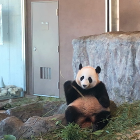 アドベンチャーワールド白浜 和歌山の画像