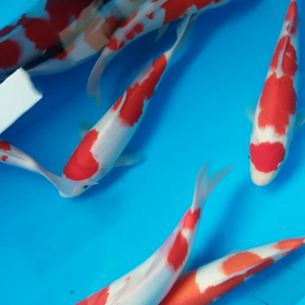 ヘロヘロの画像