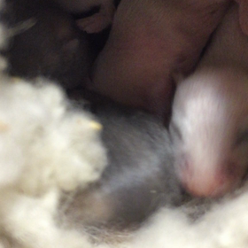 ベビハムたちの画像