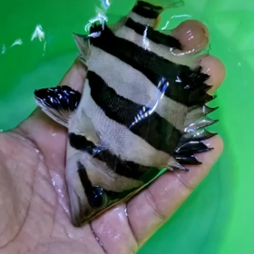 大反響！！の画像