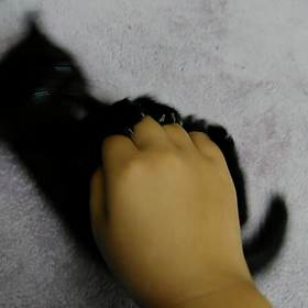 こんにちは(=^ェ^=)猫の赤ちゃんの画像