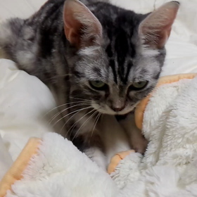 ふうちゃんのフミフミの画像