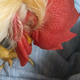 居眠りするにわとり(^-^)の画像