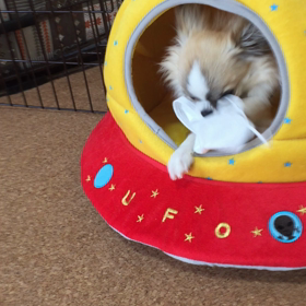 プイッ！の画像