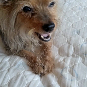 お行儀良いチョコちゃん(´∇｀)の画像